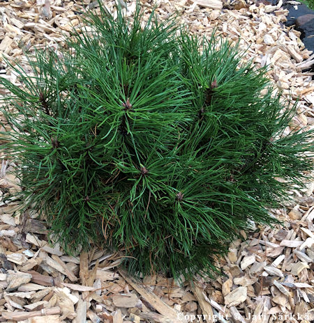 Pinus mugo 'Varella' kpivuorimnty 
